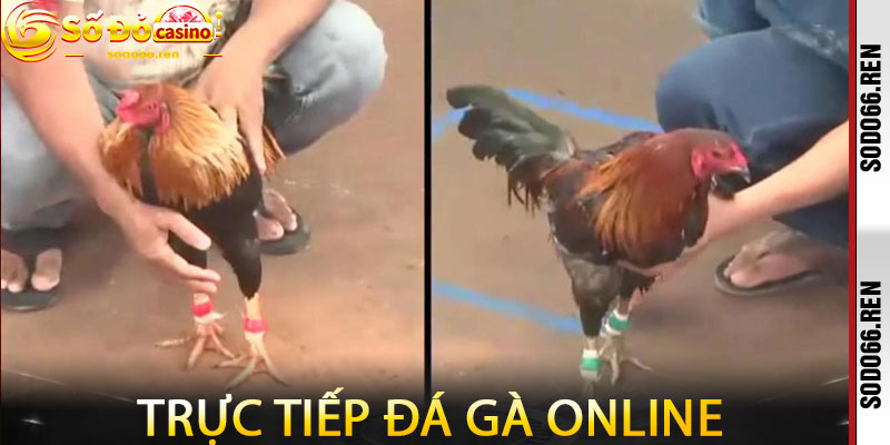 Trực tiếp đá gà online