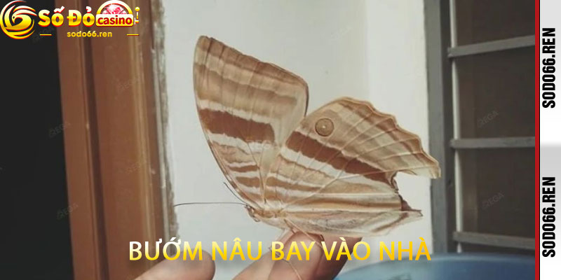 Bướm nâu bay vào nhà