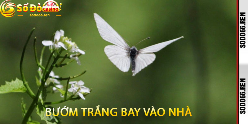 Bướm trắng bay vào nhà