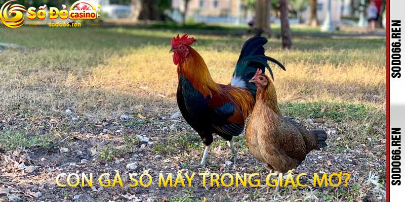 Con Gà Số Mấy Trong Giấc Mơ