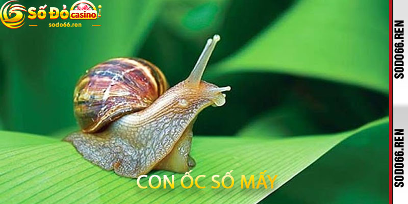Con Ốc Số Mấy