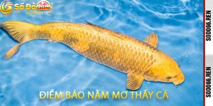 Điềm Báo Nằm Mơ Thấy Cá