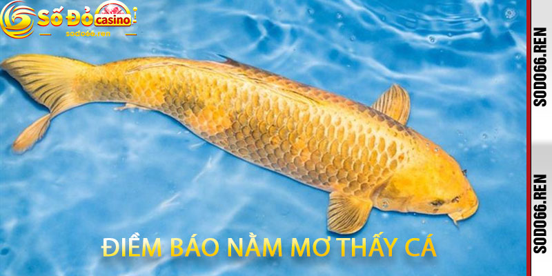 Điềm Báo Nằm Mơ Thấy Cá