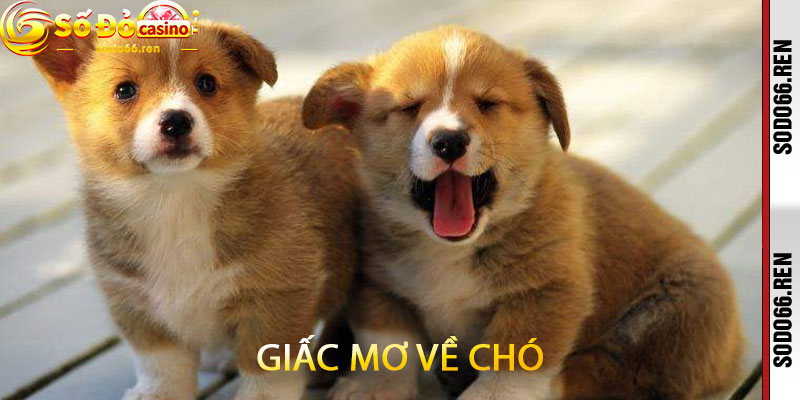 Giấc Mơ Về Chó