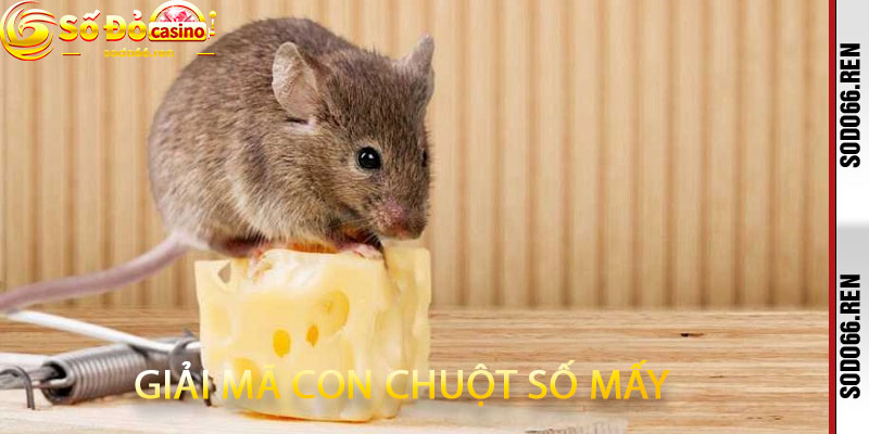 Giải Mã Con Chuột Số Mấy