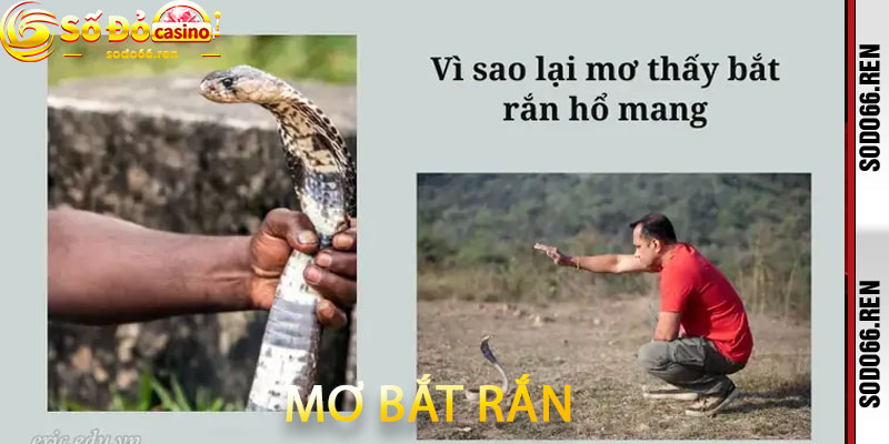 Mơ bắt rắn