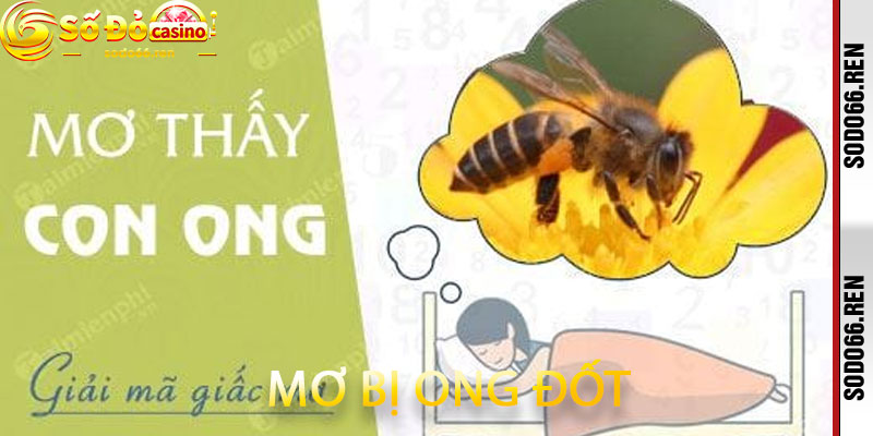 Mơ bị ong đốt