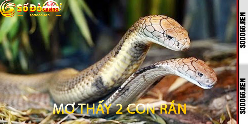 Mơ thấy 2 con rắn