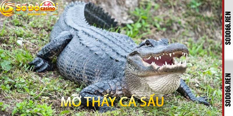 Mơ thấy cá sấu