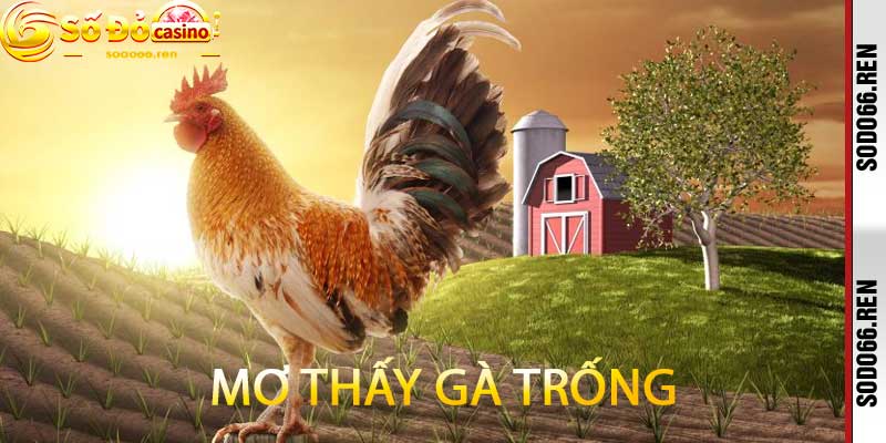 Mơ thấy gà trống