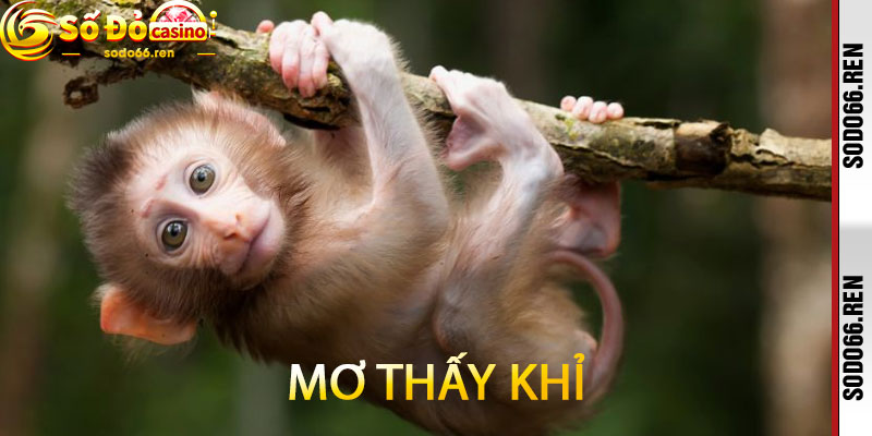 Mơ thấy khỉ