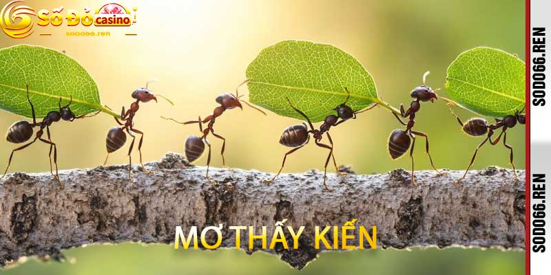 Mơ thấy kiến