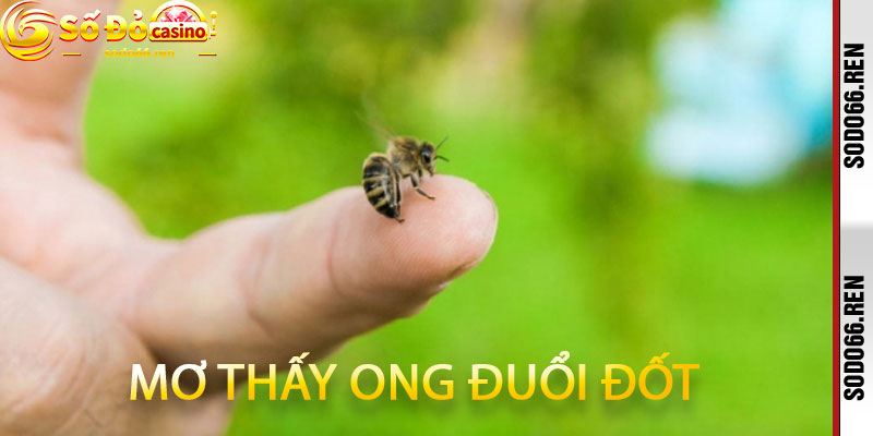 Mơ thấy ong đuổi đốt