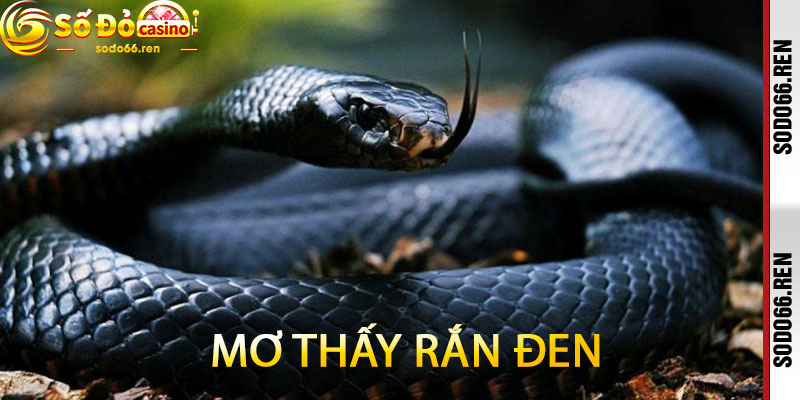 Mơ thấy rắn đen