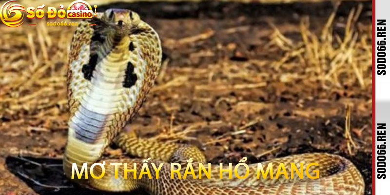 Mơ thấy rắn hổ mang