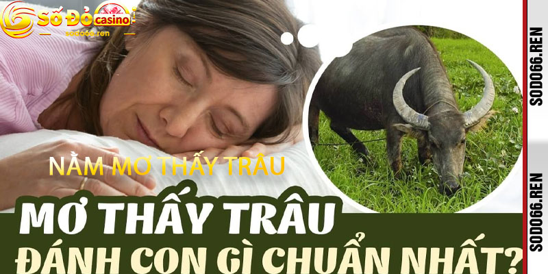 Nằm Mơ Thấy Trâu
