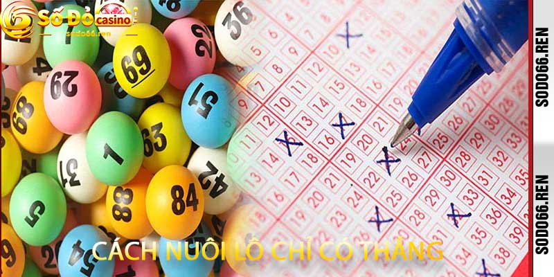 cách nuôi lô chỉ có thắng